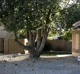 Frontyard-big-tree